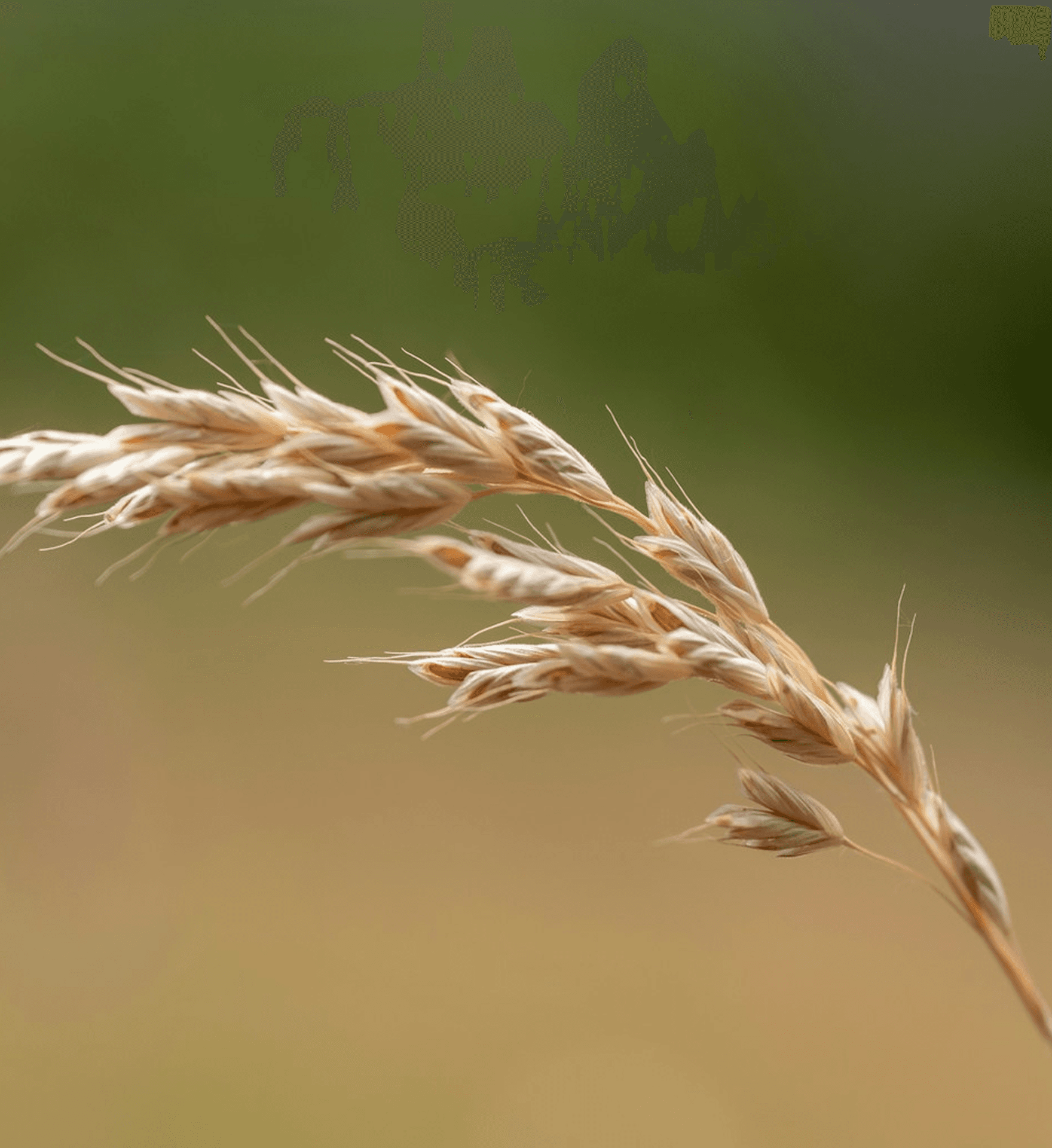 AgriTech & Sustainability